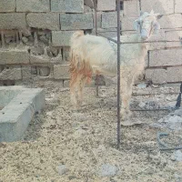 یک عدد بز حامله گوسفند بره|حیوانات مزرعه|بندر ماهشهر, |دیوار