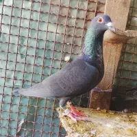 پلاکی زاغ ماده
