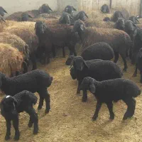 گوسفند وعده ای