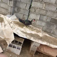 اردک اسرائیلی|حیوانات مزرعه|سرخنکلاته, |دیوار