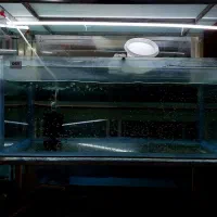 ماهیان زینتی سایز ریز|ماهی|اصفهان, نقش جهان|دیوار