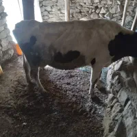 گاوشیری|حیوانات مزرعه|صومای برادوست, |دیوار