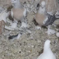 جفت ترنج ماال این حرفا ترکیه ای