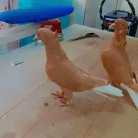 کفتر   عطیقه