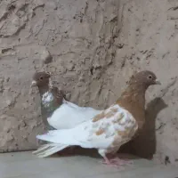 ساده پرشی کف‌تر|پرنده|چناران, |دیوار