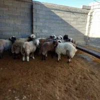 بره نر  به شرط بالا زنی