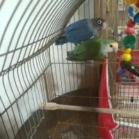 .طوطی برزیلی|پرنده|تبریز, |دیوار