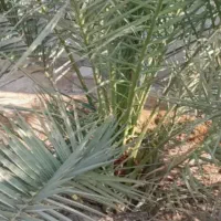 نخل خلاص وپاجوش نخل قصب زرد خورموج