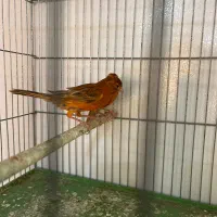 قناری ماده|پرنده|شیراز, پودنک|دیوار