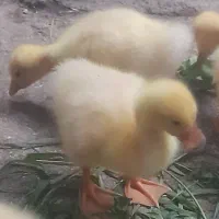 جوجه قوغاز آفریقایی ولیندا