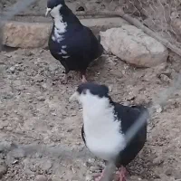 کبوتر  ریش کاکل