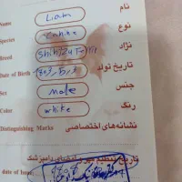 سگ پت نرماده نژادشیتزوتریر رایگان تکی هم واگذار|سگ|تهران, هفت حوض|دیوار