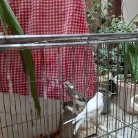 یک جفت قناری نر و ماده