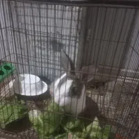 خرگوش باهوش|موش و خرگوش|مشکیندشت, |دیوار