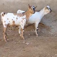 دوتا نر سومال