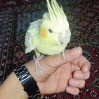 عروس هلندی پرنده|پرنده|همدان, |دیوار