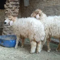 گوسفند یا بره نر وماده