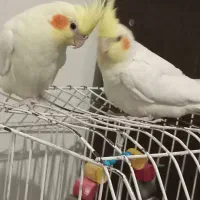 دوجفت عروس هلندی|پرنده|شریفآباد, |دیوار