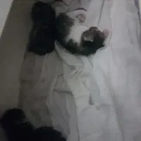 واگذاری بچه گربه