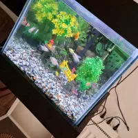 اکواریوم تمیز و قشنگ|ماهی|مشکین‌دشت, |دیوار