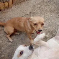 سگ پاکوتاه خوشگل و بازیگوش|سگ|بلوک, |دیوار