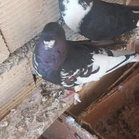 کفتر شهری سیاه