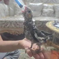 جوجه عروس هلندی|پرنده|تهران, یافت‌آباد|دیوار