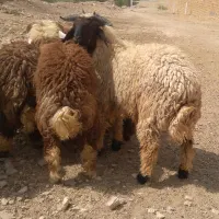 بره نر چاق گوسفند گاو بز گوساله میش قوچ|حیوانات مزرعه|اهواز, منازل کارون|دیوار