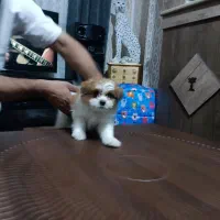 توله دوماه