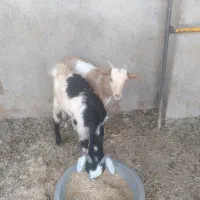 دوکهره نر خمونی وصومالی|حیوانات مزرعه|سعدآباد, |دیوار