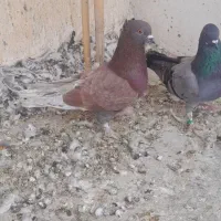 کبوتر