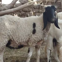 گوسفند مری