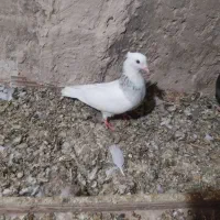 کبوتر طوقی|پرنده|گنبد کاووس, |دیوار