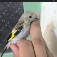 جوجه سهره