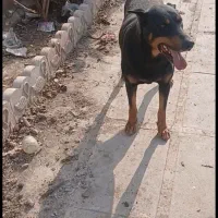 سگ دوبرمن نروماده