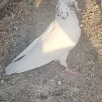 کبوتر کفتر تهرانی دونه ای 250