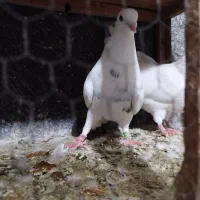 کبوتر طوقی|پرنده|سنندج, |دیوار