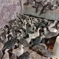 جوجه بوقلمون