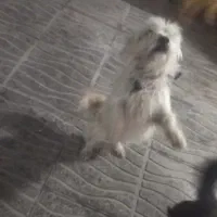 سگ پاکوتاه فروشی