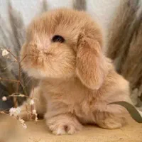 خرگوش|موش و خرگوش|اصفهان, شهرک کاوه|دیوار