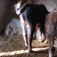 سه عدد گوساله سیمنتال دوتا نرویکی ماده ممتاز|حیوانات مزرعه|تخت سلیمان, |دیوار