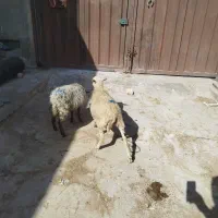 بره لاکن ورمانوف ریز