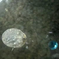 الماس