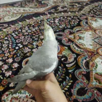 به خاطر جانداشتن در منزل|پرنده|نسیمشهر, |دیوار