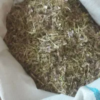 کاه گندم