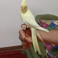 عروس هلندی