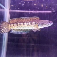 چانا گلدن کبری