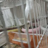 عروس هلندی نر