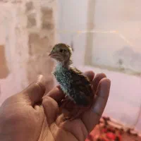 فروش جوجه بلدرچین 9روزه و بلدرچین بالغ تخم گذار