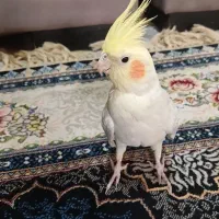 عروس هلندی|پرنده|کرج, کمال‌شهر|دیوار